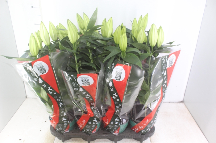 <h4>LIRIO P15 BRANCO</h4>