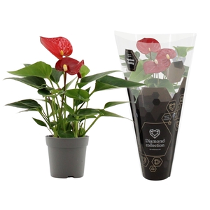 Anthurium 7 cm Micra in Diamond sleeve
