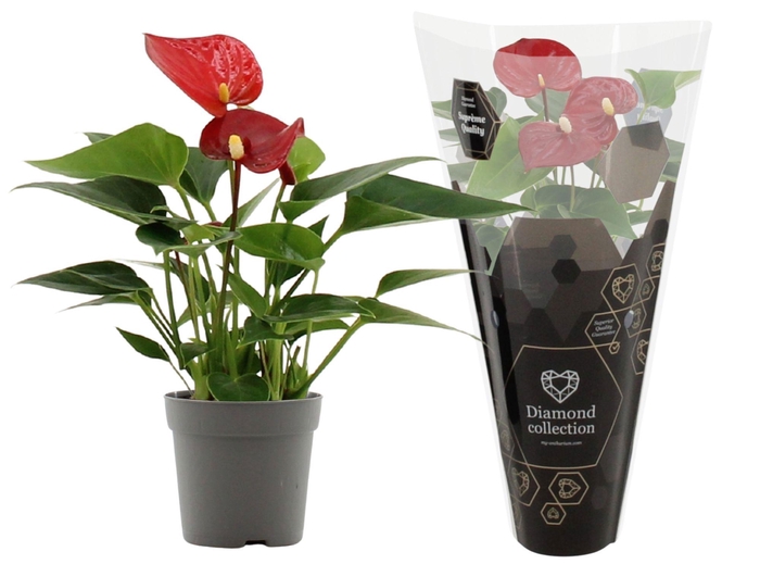 <h4>Anthurium 7 cm Micra in Diamond sleeve</h4>