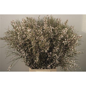 Ginster White Per Bunch
