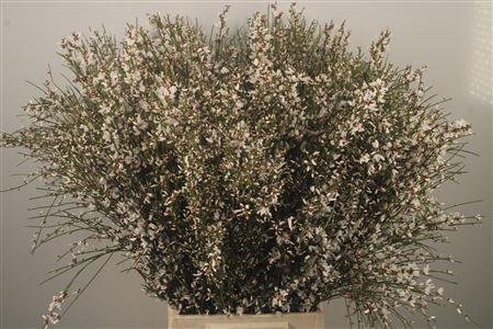 <h4>Ginster White Per Bunch</h4>
