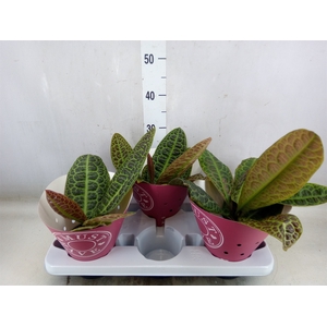 Labisia obtusifolia 'Kura Kura'