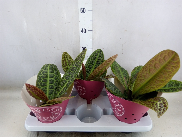 <h4>Labisia obtusifolia 'Kura Kura'</h4>