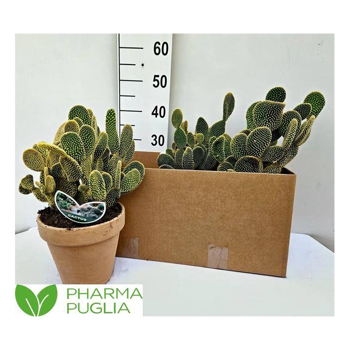 <h4>Opuntia Microdasys (Cites) 19Ø 35cm</h4>