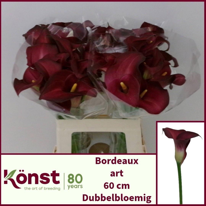<h4>ZANT BORDEAUX ART</h4>