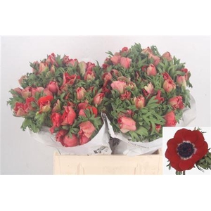 Anemone Mistral Red