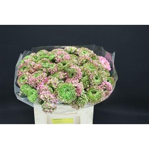 Cl Pon-pon Candy 566