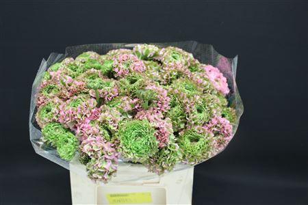 <h4>Cl Pon-pon Candy 566</h4>