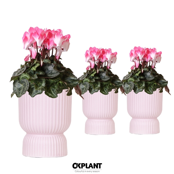 <h4>Cyclamen Indiaka salmon in Diabolo pot pink</h4>