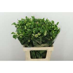 Alstr Fl Charmelia Pink