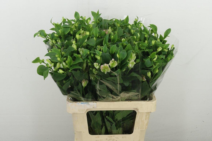 <h4>Alstr Fl Charmelia Pink</h4>