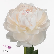 <h4>Paeonia Odile</h4>