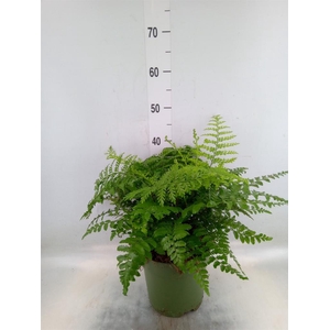 Asplenium  'Parvati'