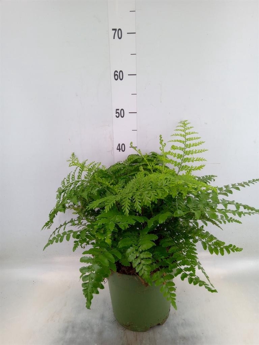 <h4>Asplenium  'Parvati'</h4>