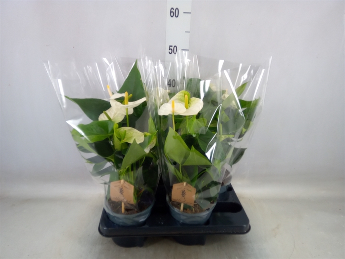 <h4>Anthurium andr. 'Cocos'</h4>