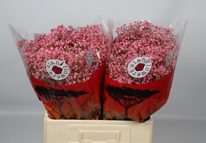 <h4>GYPS KLB H%</h4>