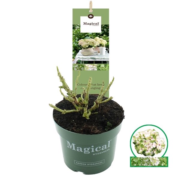 <h4>Hydrangea macr. Magical® 'Wings'® C2 (17cm.)</h4>