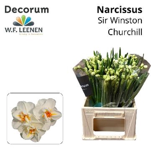 Narcissus Sir Winston Churchill Small Box