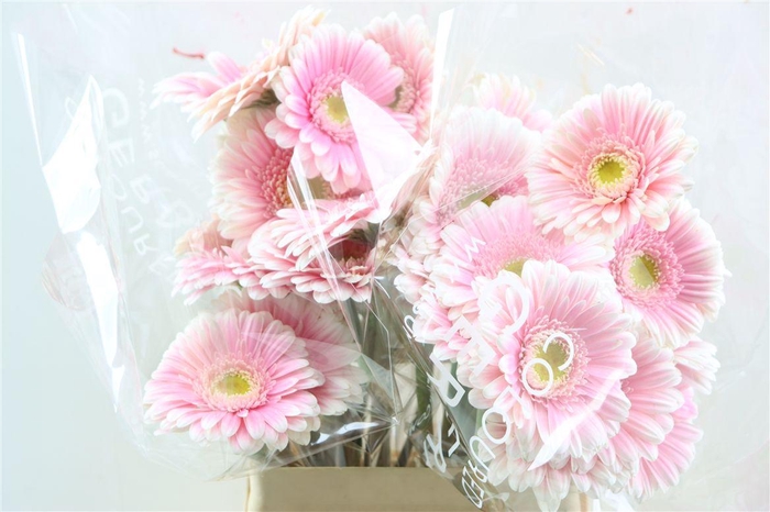 <h4>Ge Gr Michelle</h4>