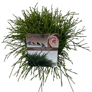 Chamaecyparis p. 'Filifera Nana' sense