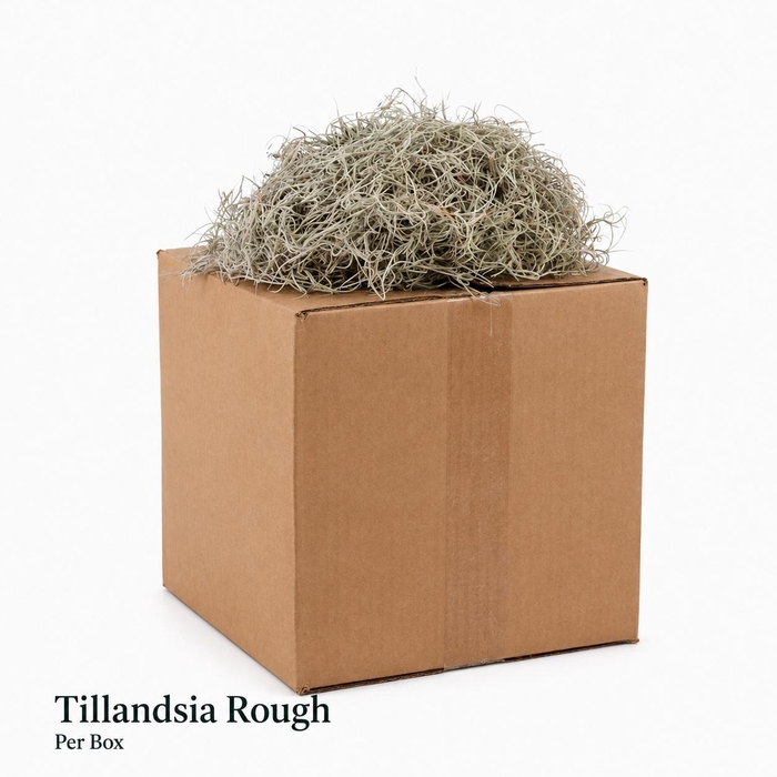 <h4>TILLANDSIA USNEOIDES</h4>