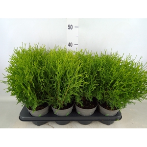 Thuja occid. 'Tiny Tim'
