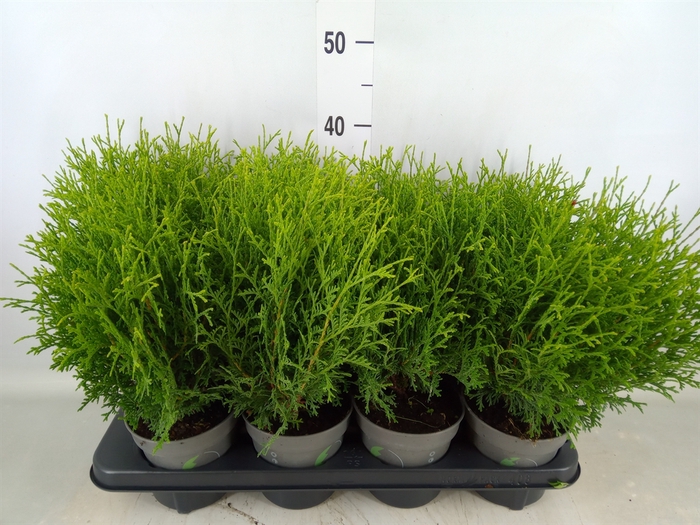 <h4>Thuja occid. 'Tiny Tim'</h4>