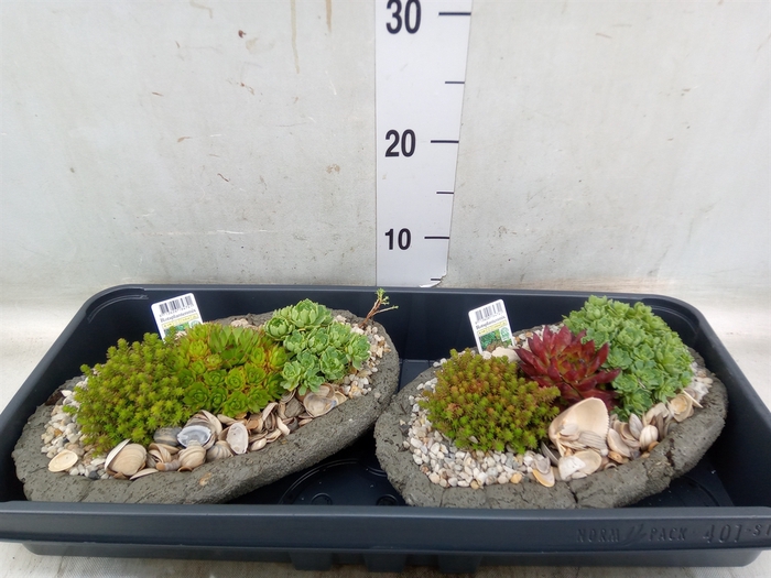 <h4>Arr.   Tuinplanten L%</h4>