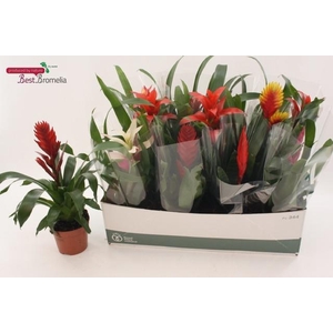 BROMELIA GEM