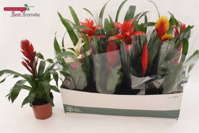 <h4>BROMELIA GEM</h4>