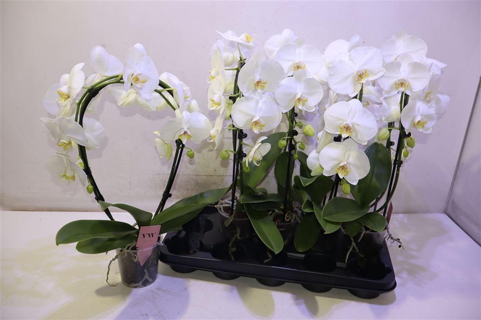 <h4>Phal An Glasgow Mirror</h4>