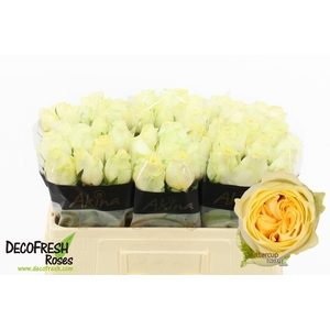 R Gr Buttercup