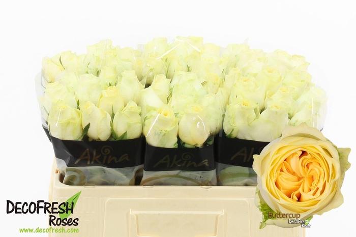 <h4>R Gr Buttercup</h4>