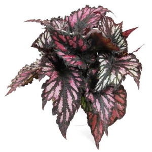 BEGONIA REX-HYBRID P12 HELEN TEUP