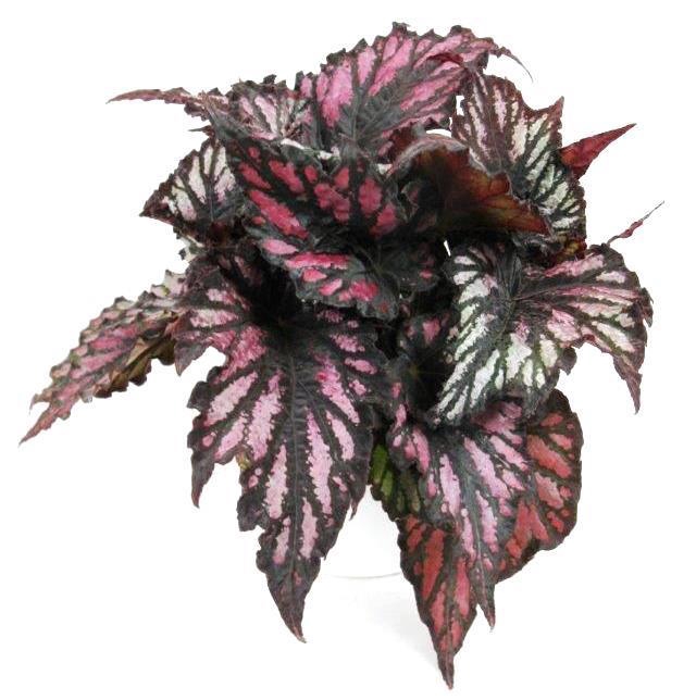 <h4>BEGONIA REX-HYBRID P12 HELEN TEUP</h4>