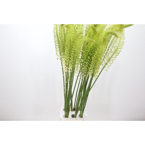 Eremurus White Beauty Favourite