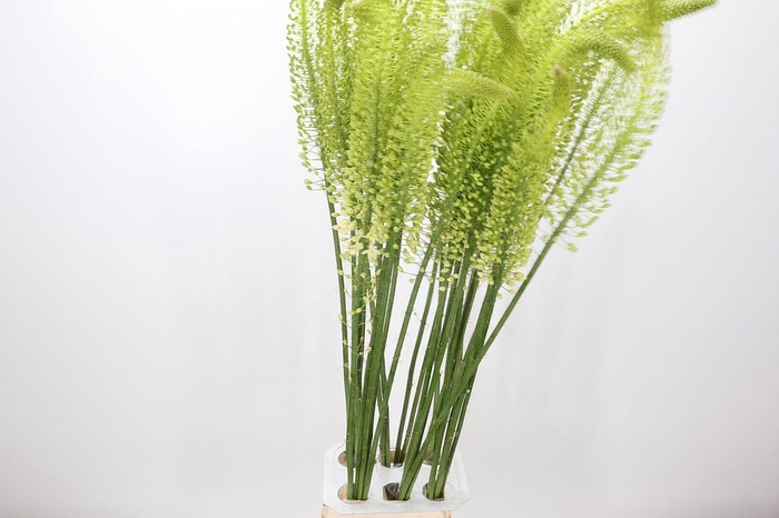 <h4>Eremurus White Beauty Favourite</h4>