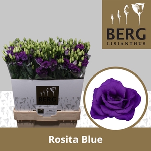 Lisianthus Rosita Blue