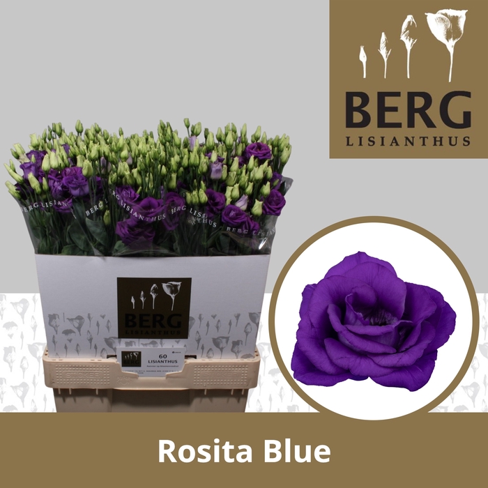 <h4>Lisianthus Rosita Blue</h4>