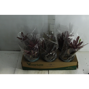 BROMELIA FIREBALL P14