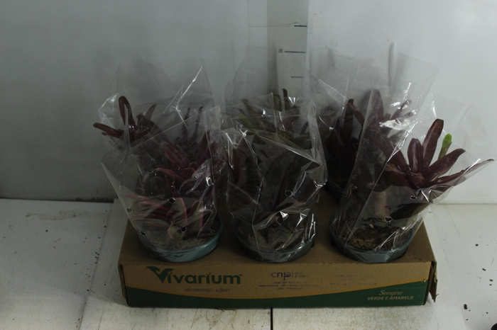 <h4>BROMELIA FIREBALL P14</h4>