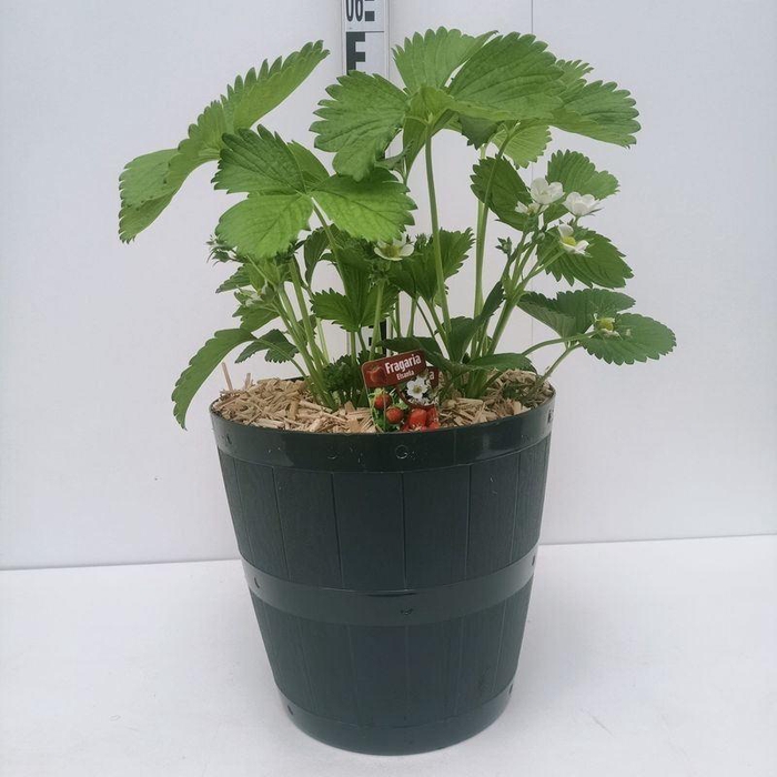 <h4>Fragaria 'Ostara'</h4>