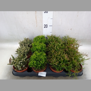 Rhipsalis   ...mix