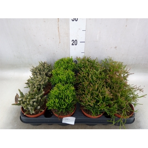 Rhipsalis   ...mix