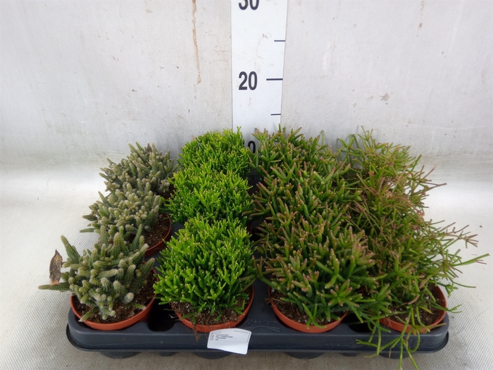 <h4>Rhipsalis   ...mix</h4>