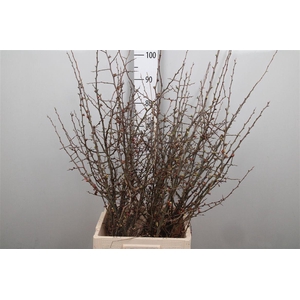 Chaenomeles Japonica