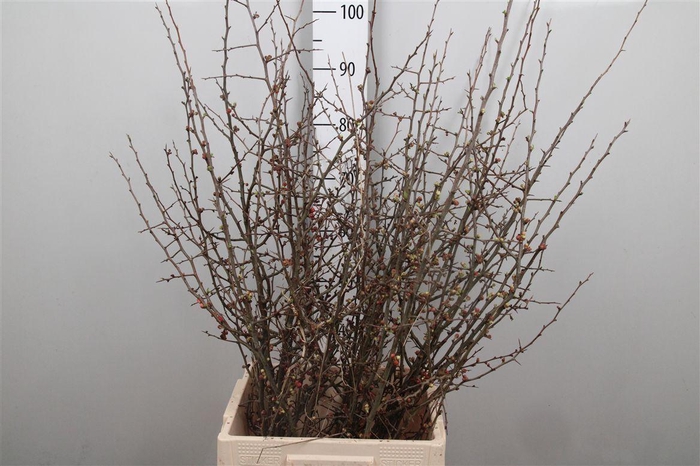 <h4>Chaenomeles Japonica</h4>