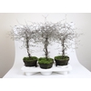 COROKIA COTONEASTER P18 STAM
