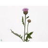 Centaurea Pulchra Major Wim Hoogen