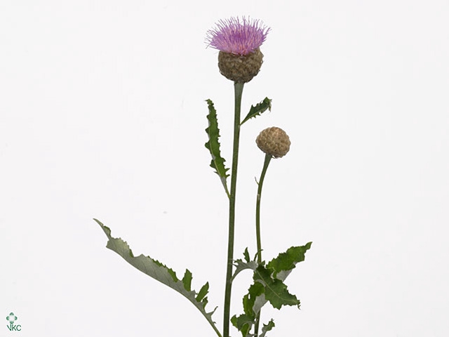 Centaurea Pulchra Major Wim Hoogen